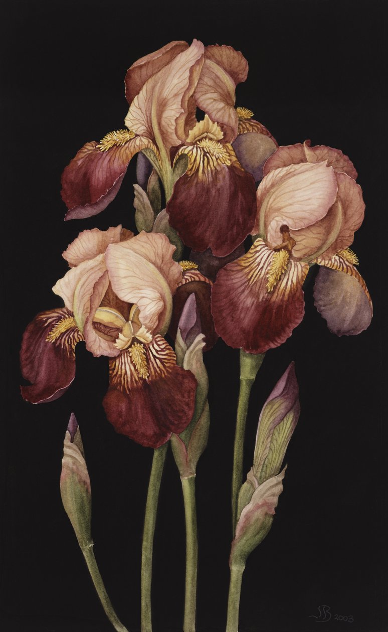 Iris, 2004 door Jenny Barron