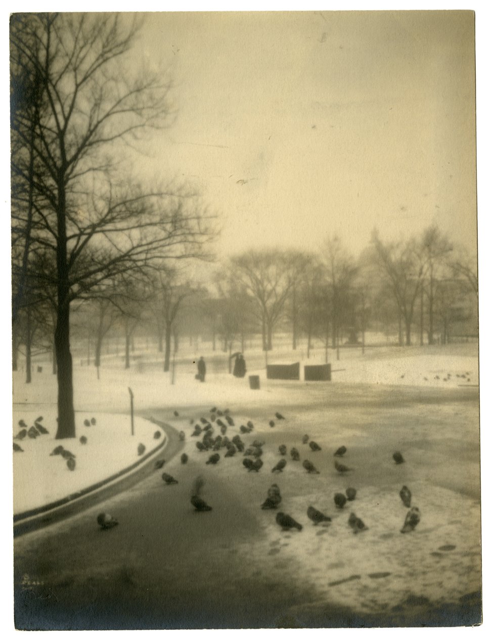 Common met duiven, Boston, VS, c.1902-10 door Jessie Tarbox Beals