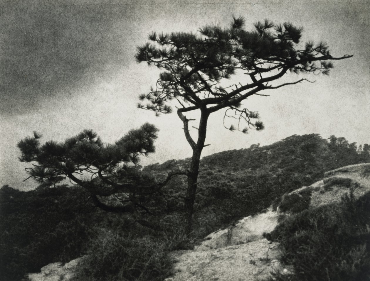 Beroemde Torrey Pines door Jessie Tarbox Beals