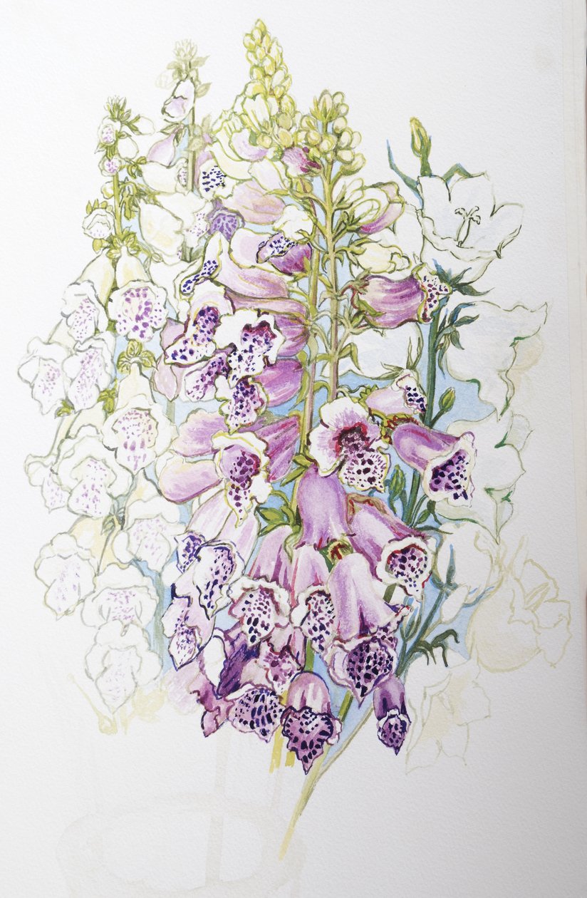 Vingerhoedskruid en witte campanula