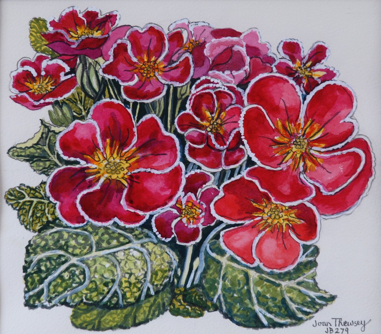 Witgerande Primula