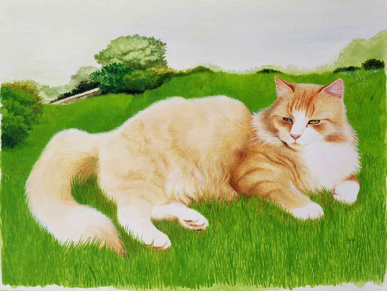 Gemberkat in Veld door Joan Freestone