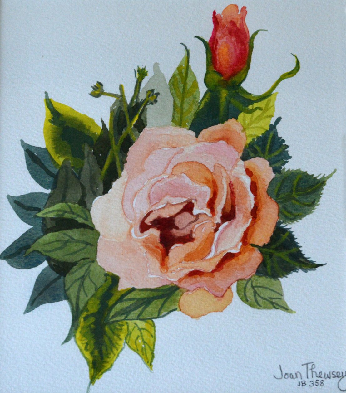 Roze roos en knop, 1986 door Joan Thewsey