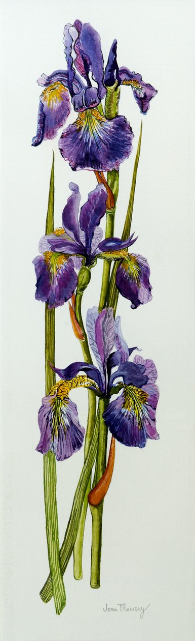 Drie irissen met bladeren, 2010 door Joan Thewsey