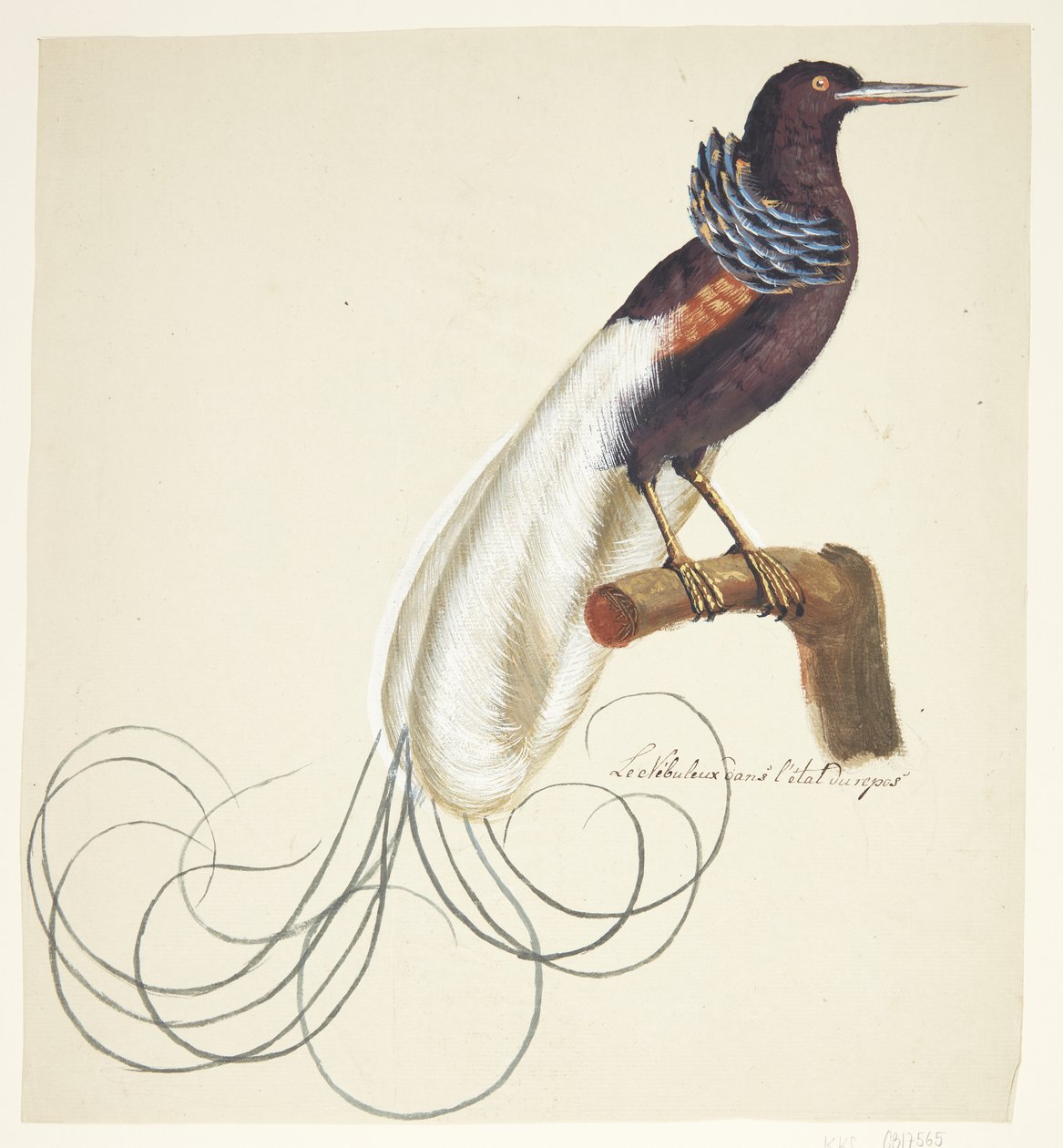 Exotische vogel door Johan Christian Ernst Walter