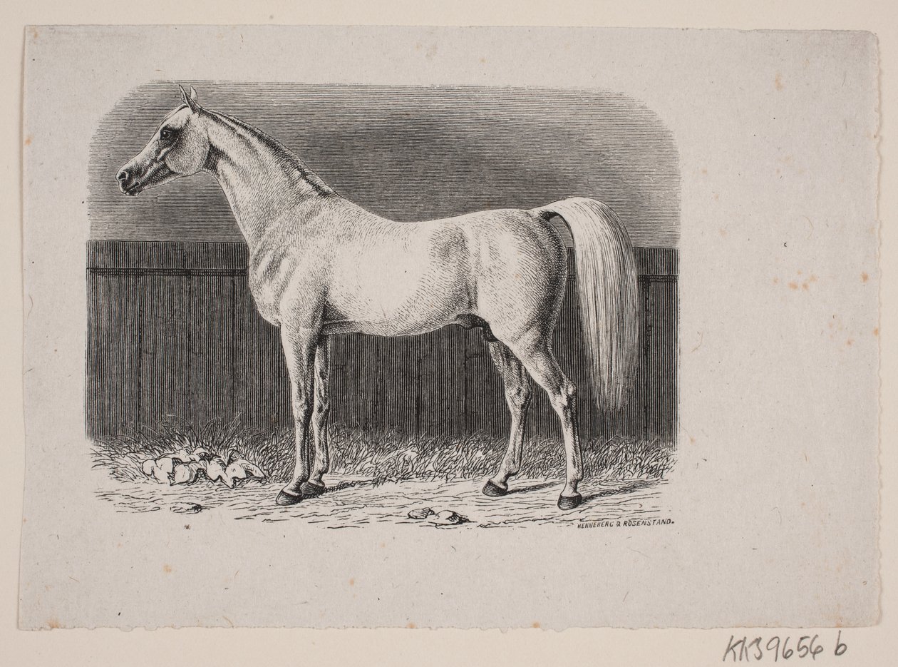 Een paard door Johan Frederik Rosenstand