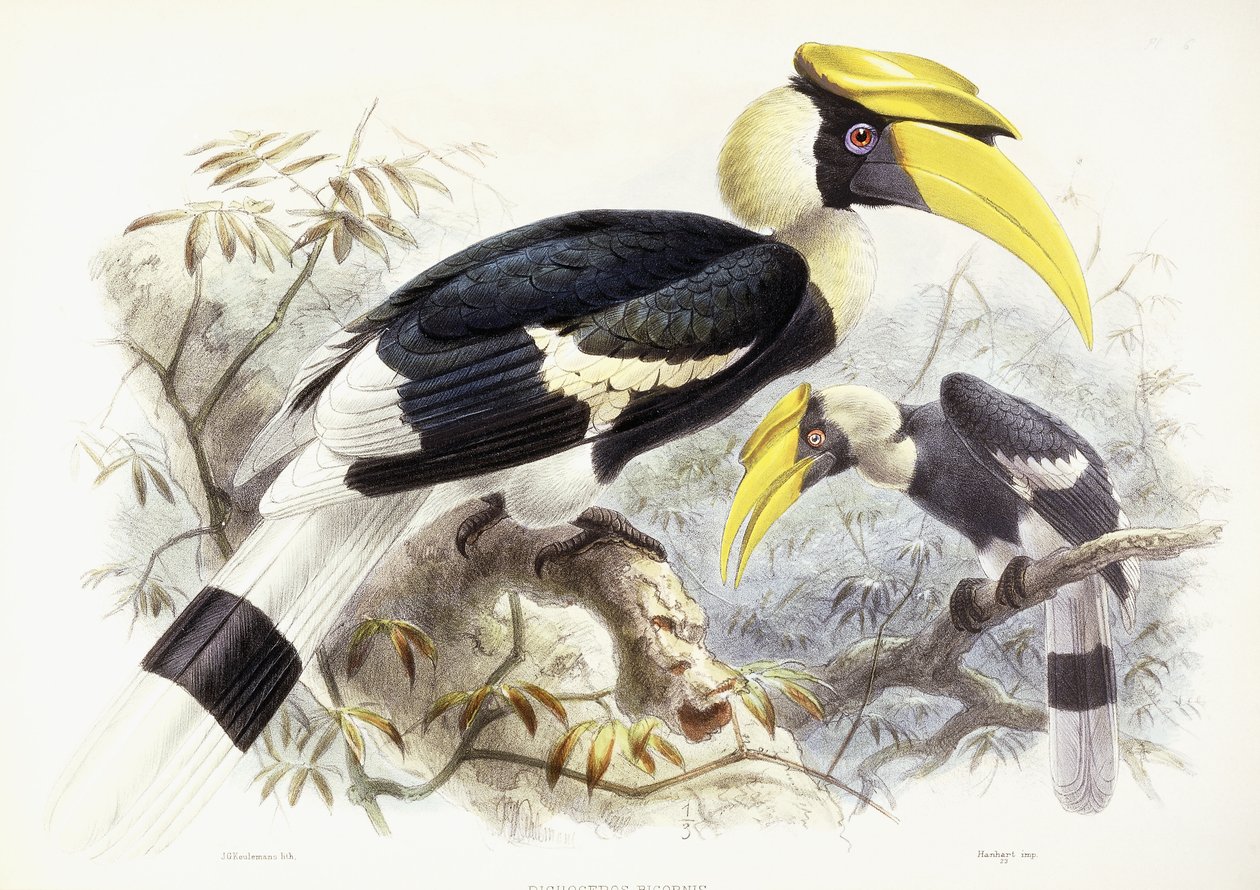 Dichocerus Bicornis, 1876-1882 door Johan Gerard Keulemans