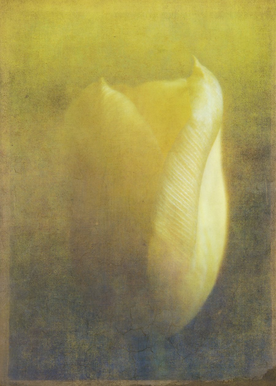 Tulp, 2015 door Johan Lilja