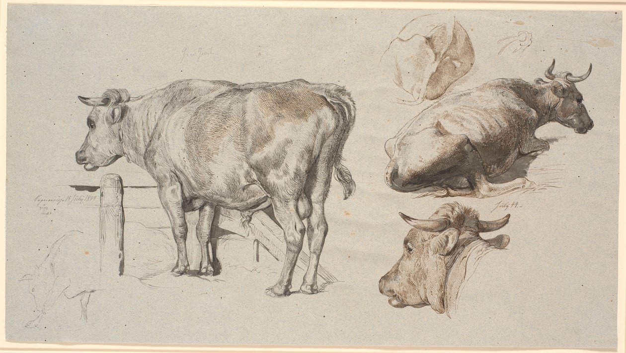 Veestudies. Links de Stier Grev Geert door Johan Thomas Lundbye