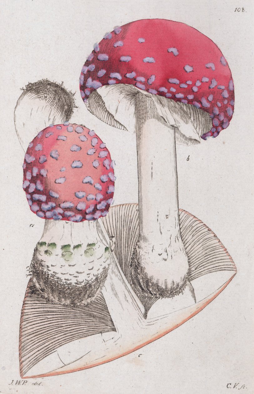 Amanita muscaria, 1804-1811 door Johan Wilhelm Palmstruch