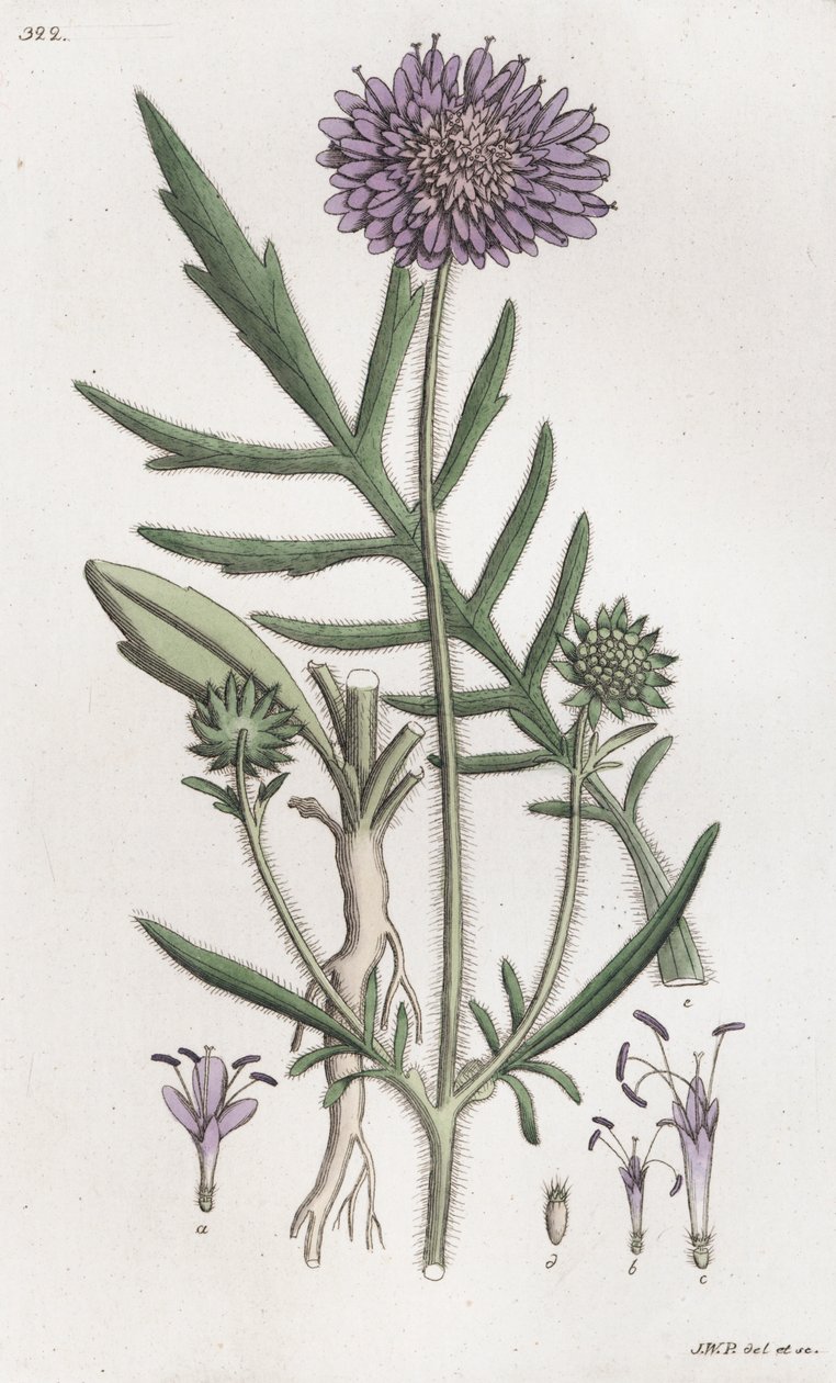 Veldscabiosa Knautia arvensis door Johan Wilhelm Palmstruch