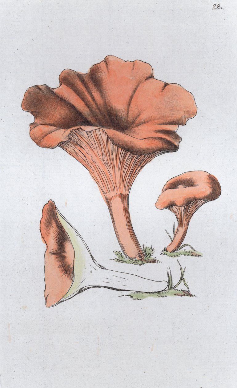 Merulius cantharellus door Johan Wilhelm Palmstruch