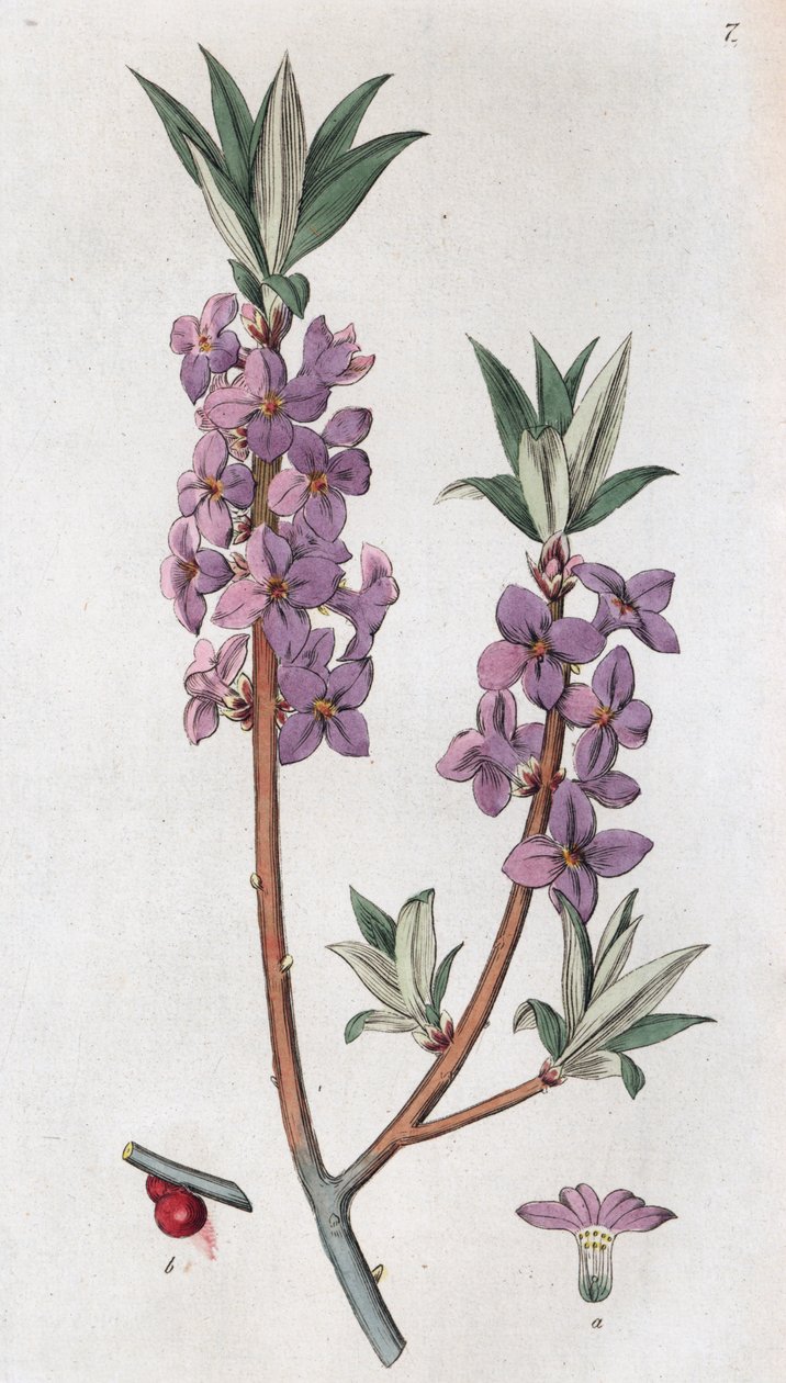 Mezereon Daphne mezereum door Johan Wilhelm Palmstruch