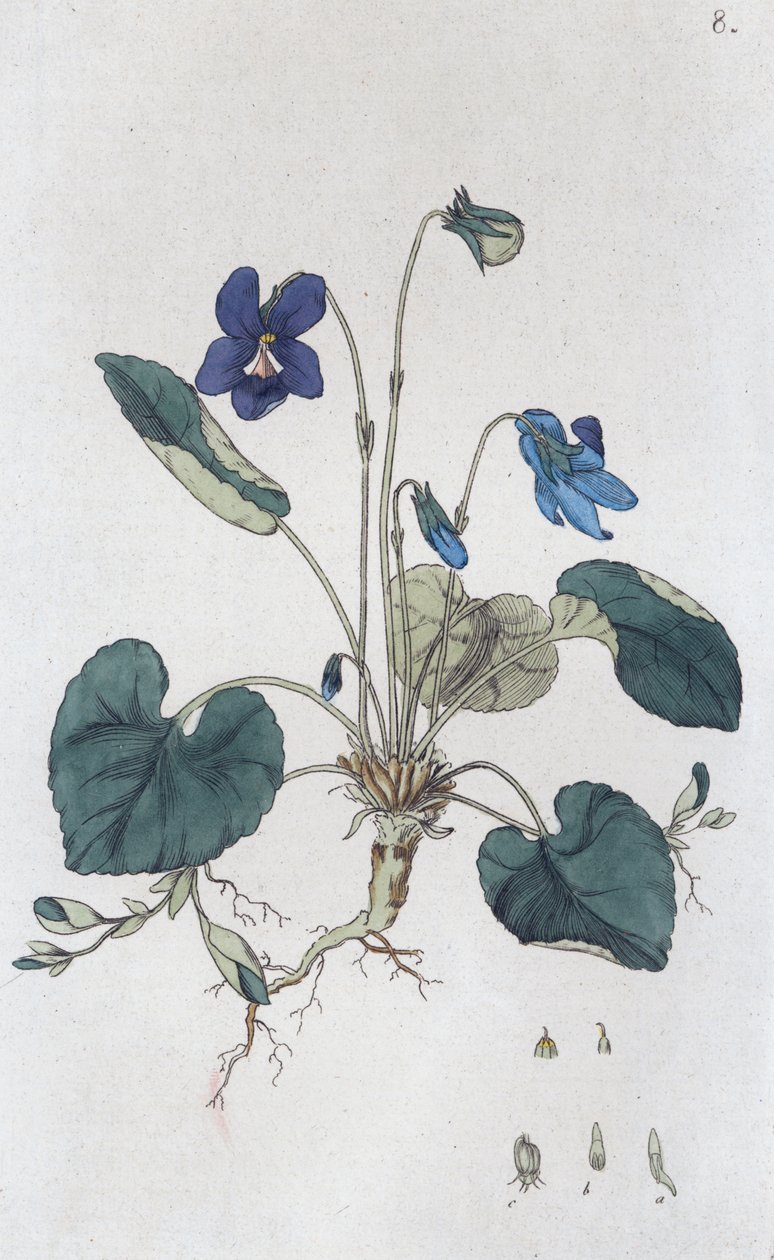 Zoete viooltjes (Viola odorata) door Johan Wilhelm Palmstruch