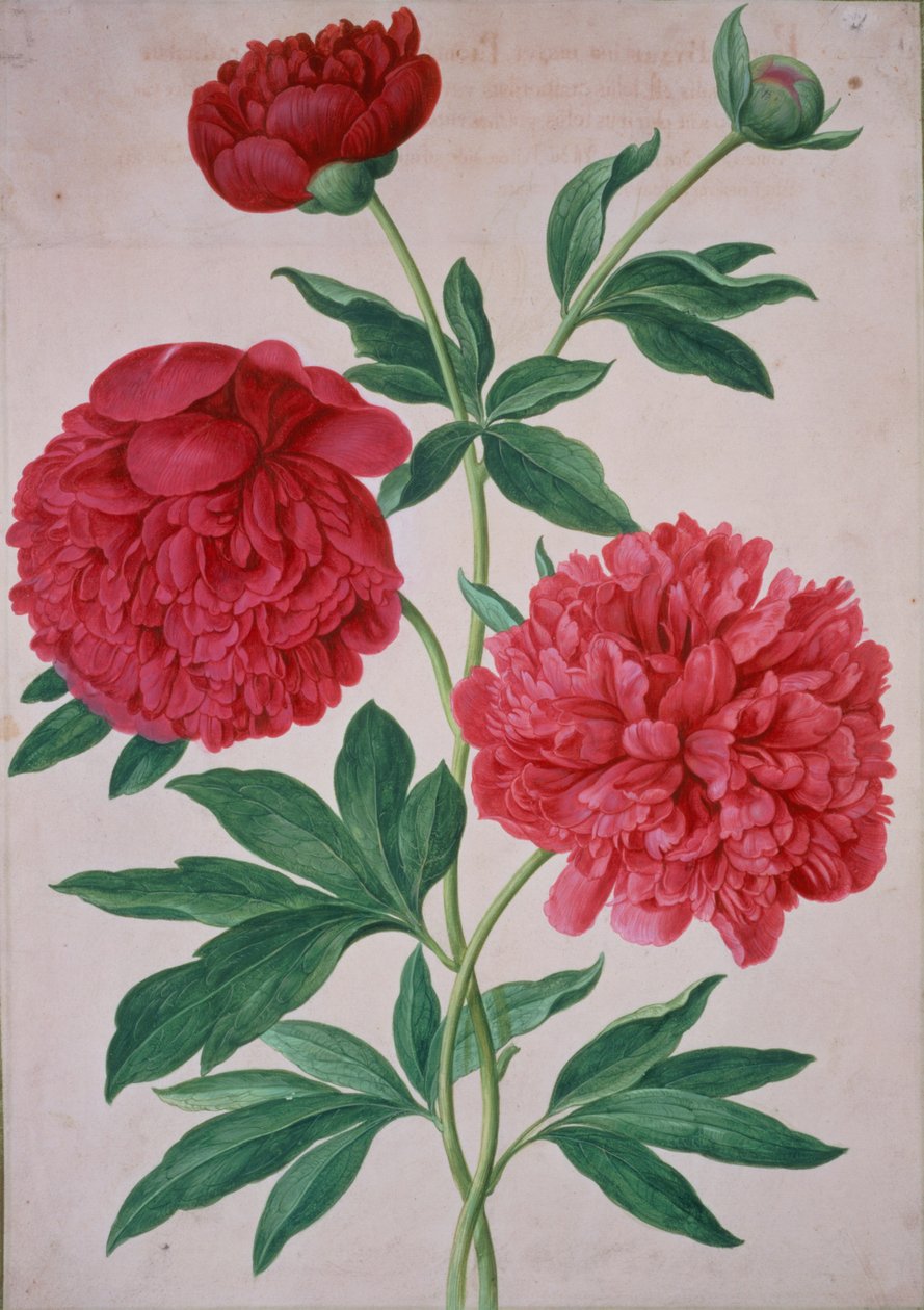 Pioenen, plaat 46 uit het Nassau Florilegium door Johann Jakob Walther
