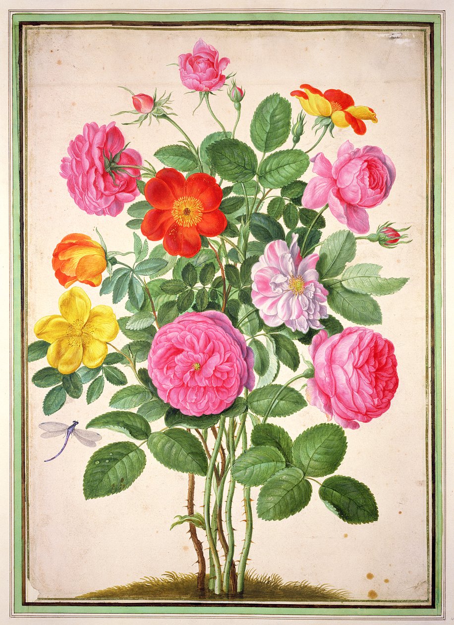 Rozen, plaat 4 uit het Nassau Florilegium door Johann Jakob Walther