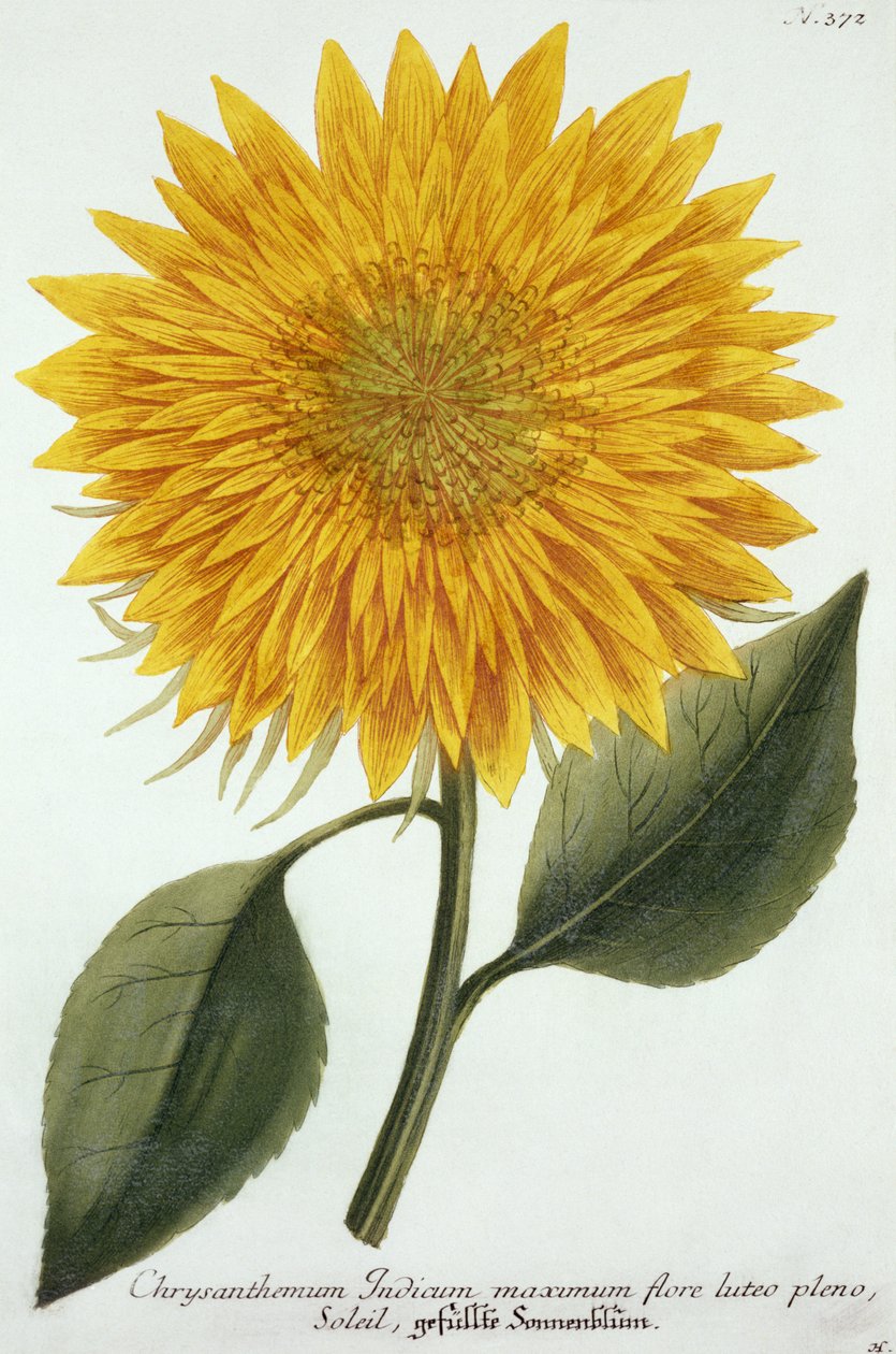 Chrysanthemum Indicum uit 