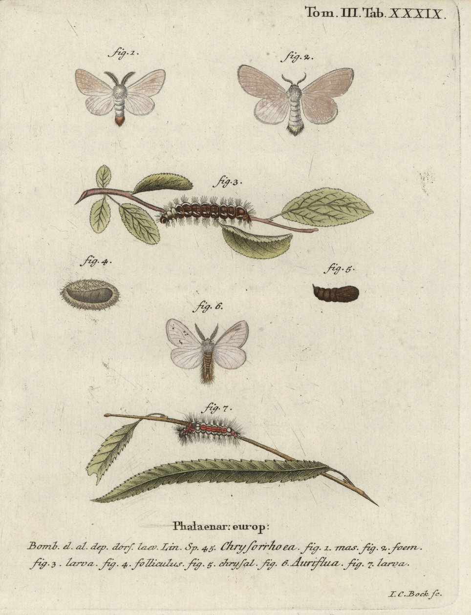 Bruinstaartmot, Euproctis chrysorrhoea door Johann Carl Bock