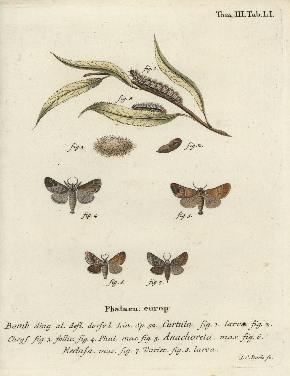 Chocoladepuntmotten door Johann Carl Bock