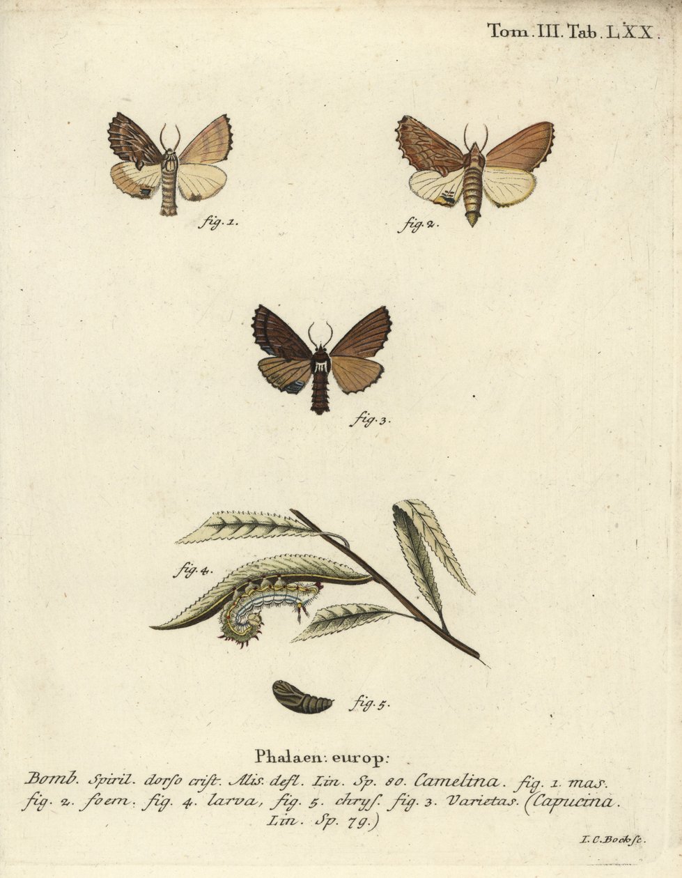 Kokarde prominent, Ptilodon capucinus door Johann Carl Bock