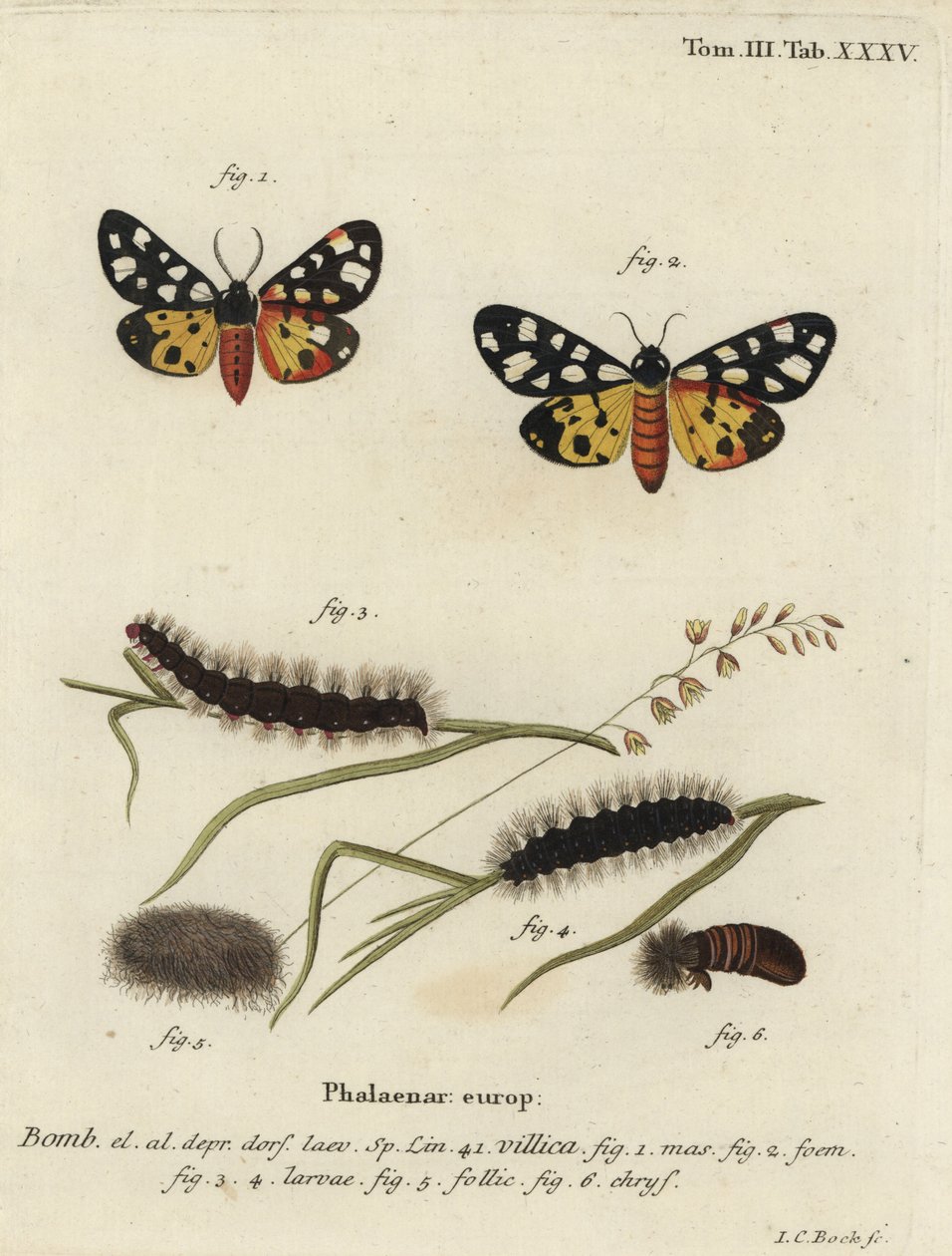 Cream-spot tijgermot, Epicallia villica door Johann Carl Bock