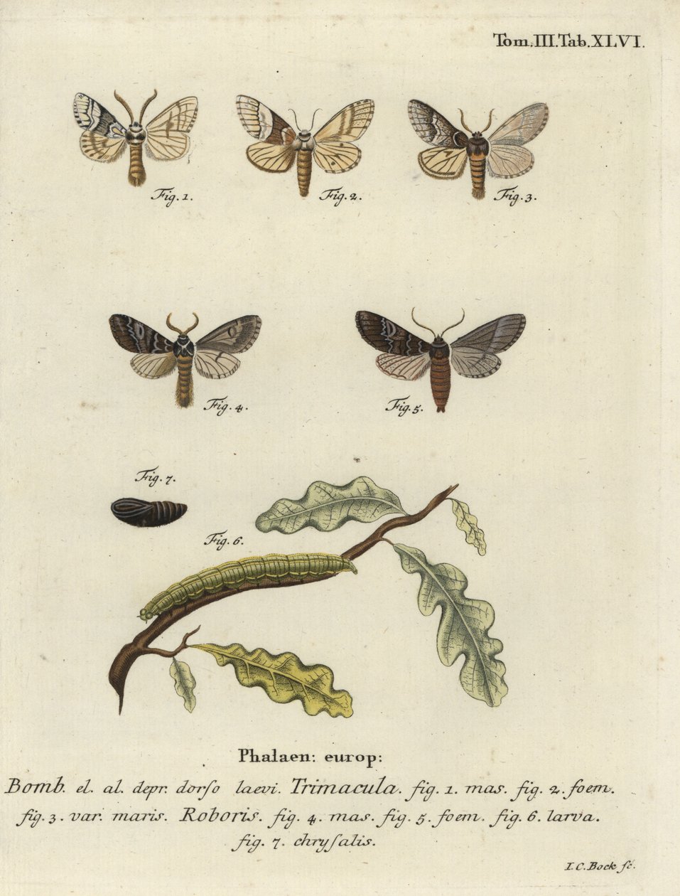 Drymonia dodonaea mot door Johann Carl Bock