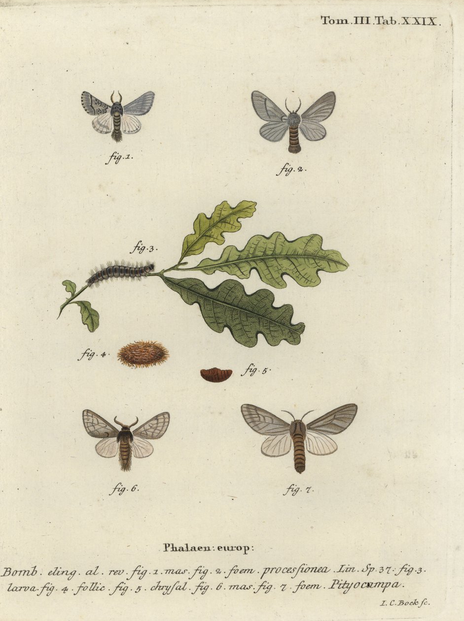 Eikenprocessierups, Thaumetopoea processionea door Johann Carl Bock