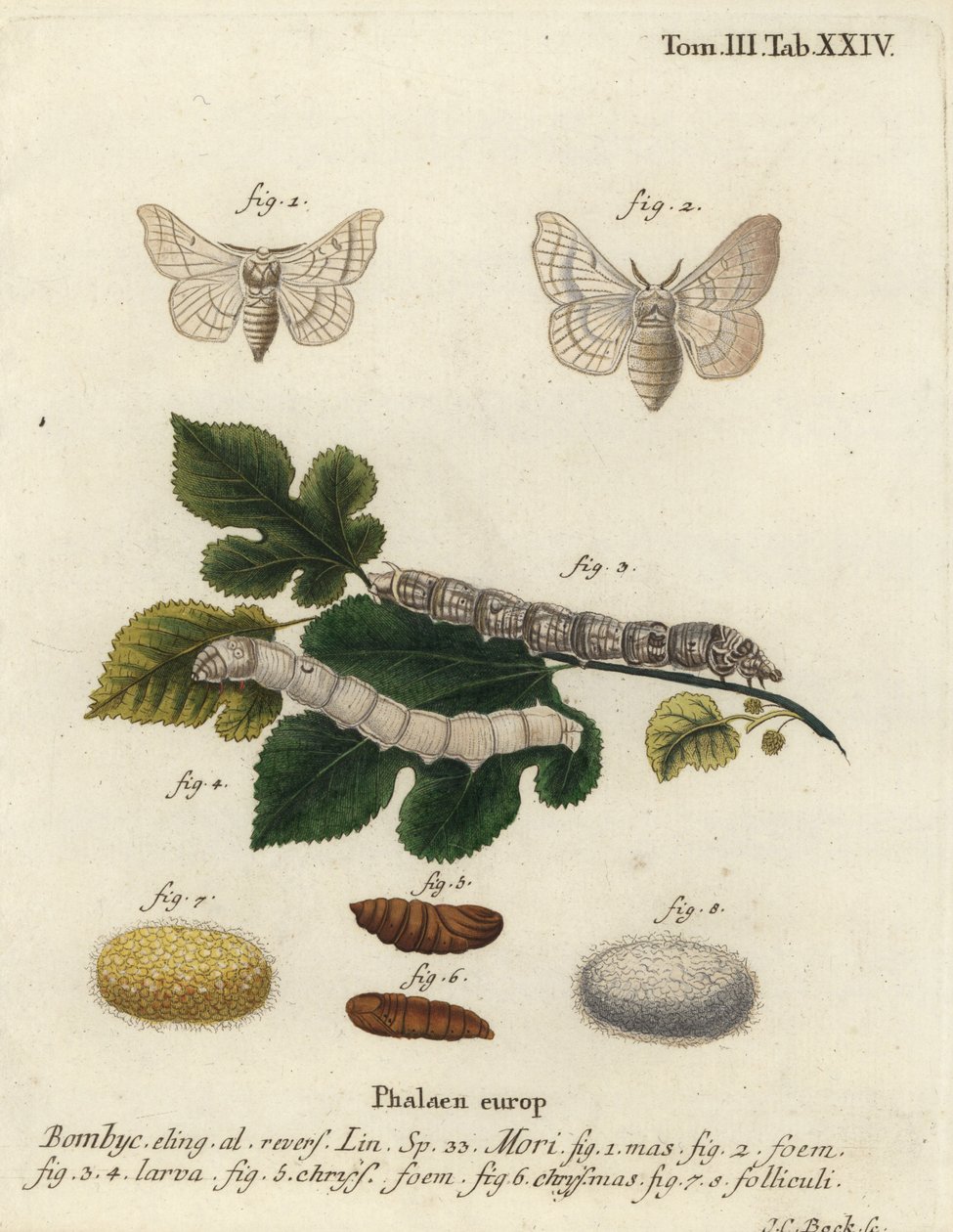 Zijde mot, Bombyx mori door Johann Carl Bock