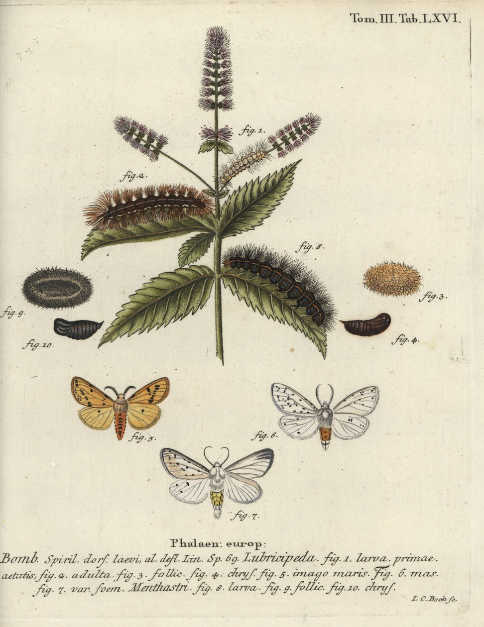 Witte hermelijn, Spilosoma lubricipeda door Johann Carl Bock