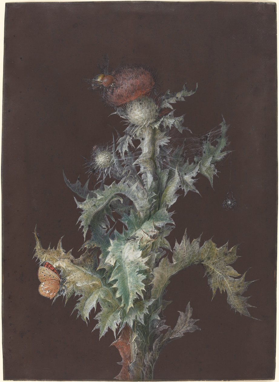 Distel met Insecten door Johann Christoph Dietzsch