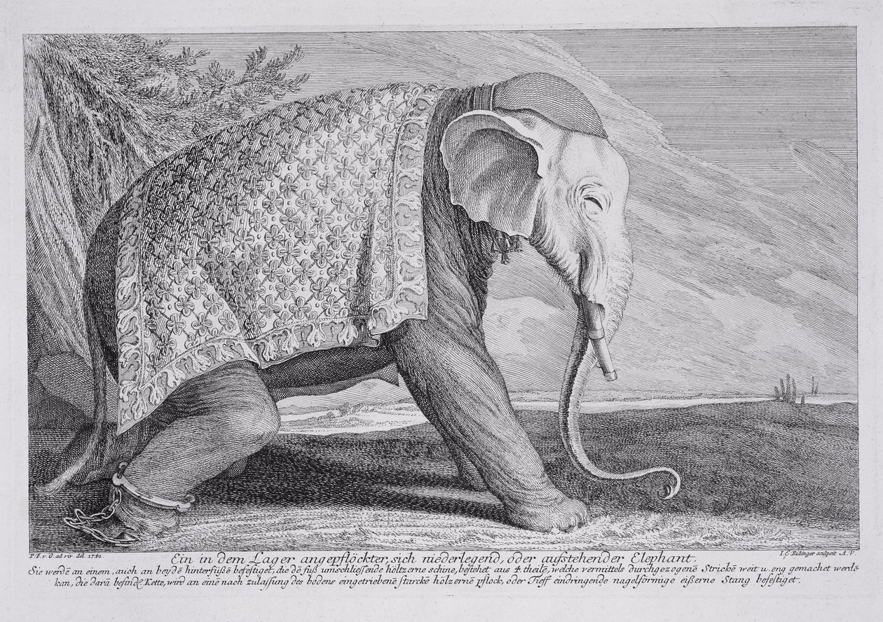 Een Olifant door Johann Elias Ridinger or Riedinger