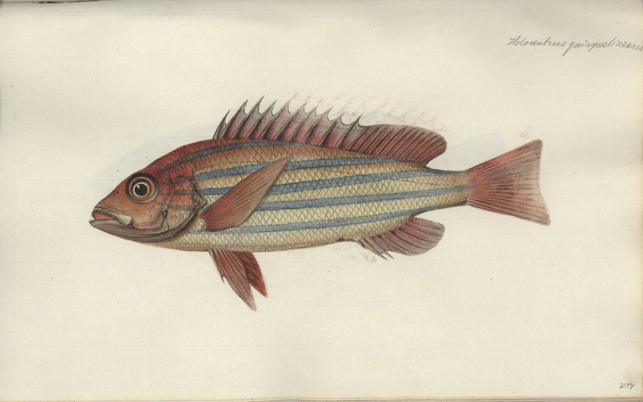 Lutjanus quinquelineatus, voor 1790 door Johann Friedrich Hennig