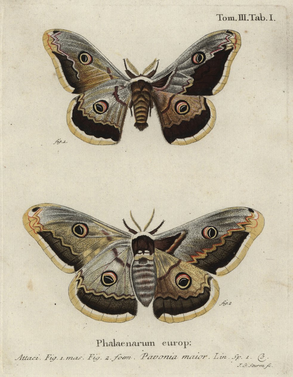 Keizermot, Saturnia pavonia. door Johann Georg Klinger
