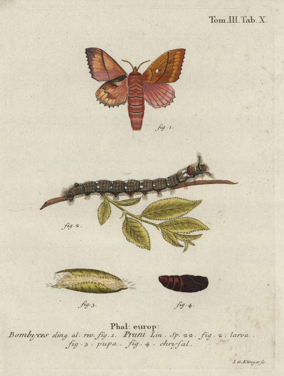 Odonestis pruni mot. door Johann Georg Klinger