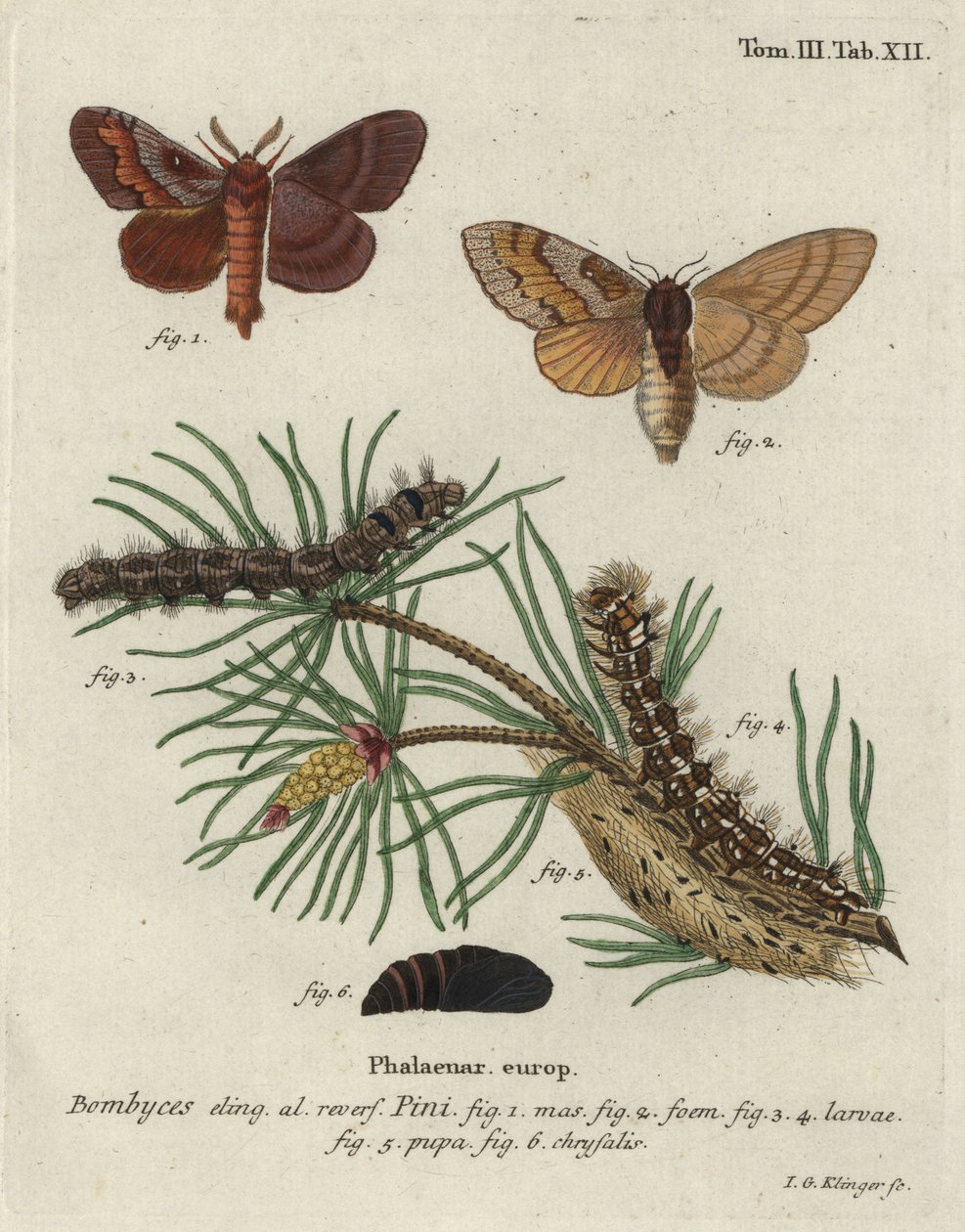 Dennenspinner, Dendrolimus pini door Johann Georg Klinger