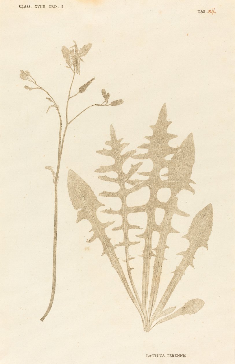 Lactuca Perennis door Johann Hieronymus Kniphof