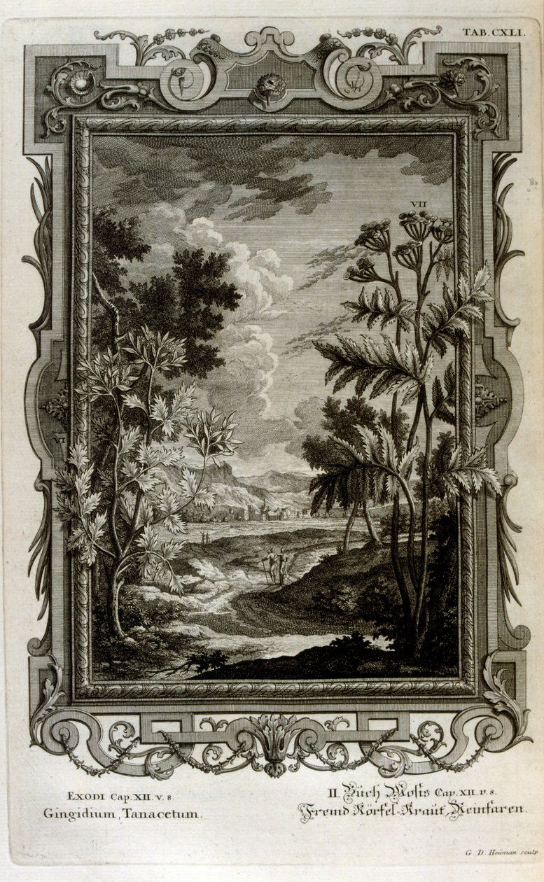 Illustratie door Johann Jakob Scheuchzer