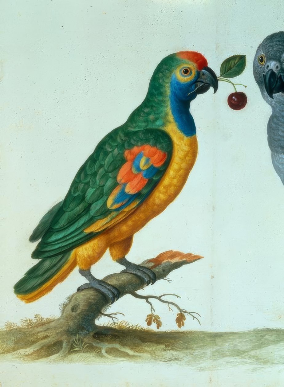 Amazonepapegaai door Johann Jakob Walther