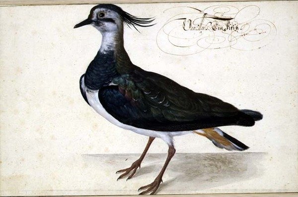 Studie van een Kievit door Johann Jakob Walther