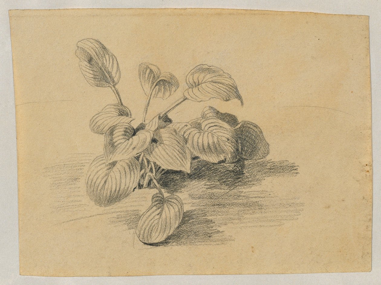 Studie van een bladplant door Johann Peter Krafft