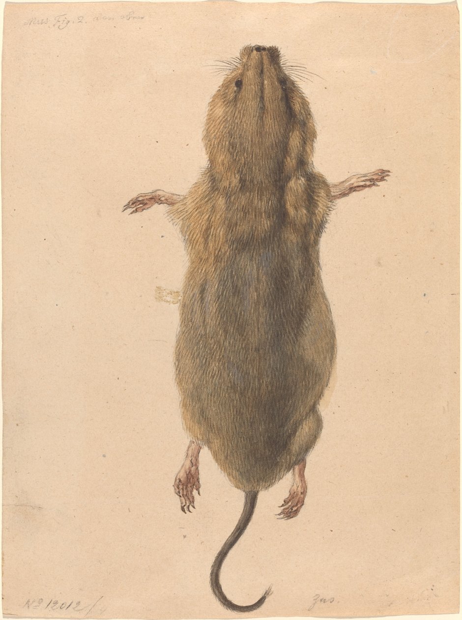 Een veldmuis, van bovenaf door Johann Rudolph Schellenberg