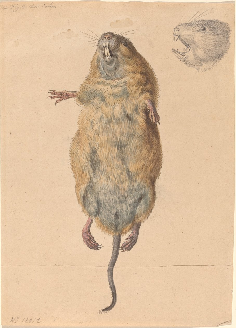 Een veldmuis, van onderen door Johann Rudolph Schellenberg