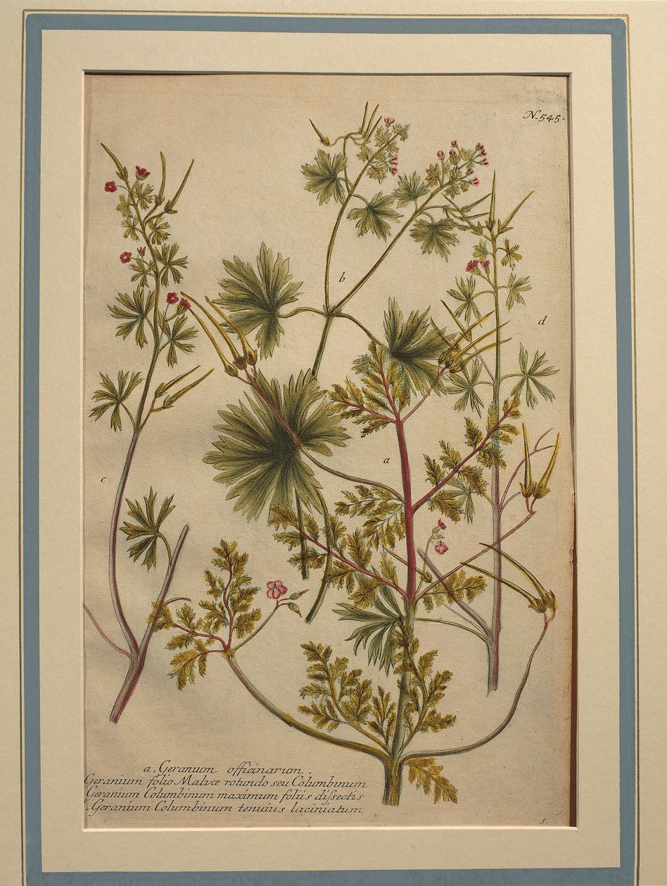 Robertskruid (Geranium robertianum), gekleurde gravure door Johann Wilhelm Weinmann