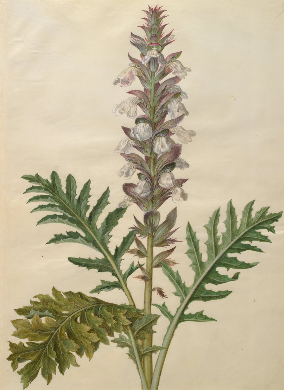 Acanthus mollis door Johannes Simon Holtzbecher