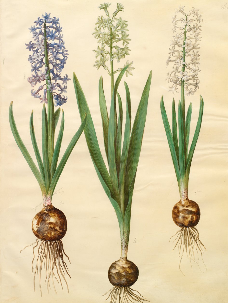 Hyacinthoides orientalis simp et pl door Johannes Simon Holtzbecher