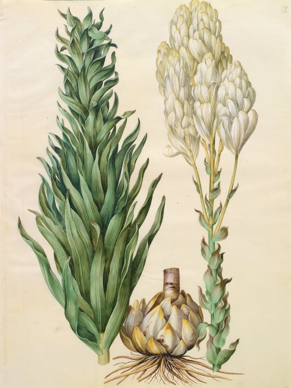 Lilium candidum monstrosum door Johannes Simon Holtzbecher