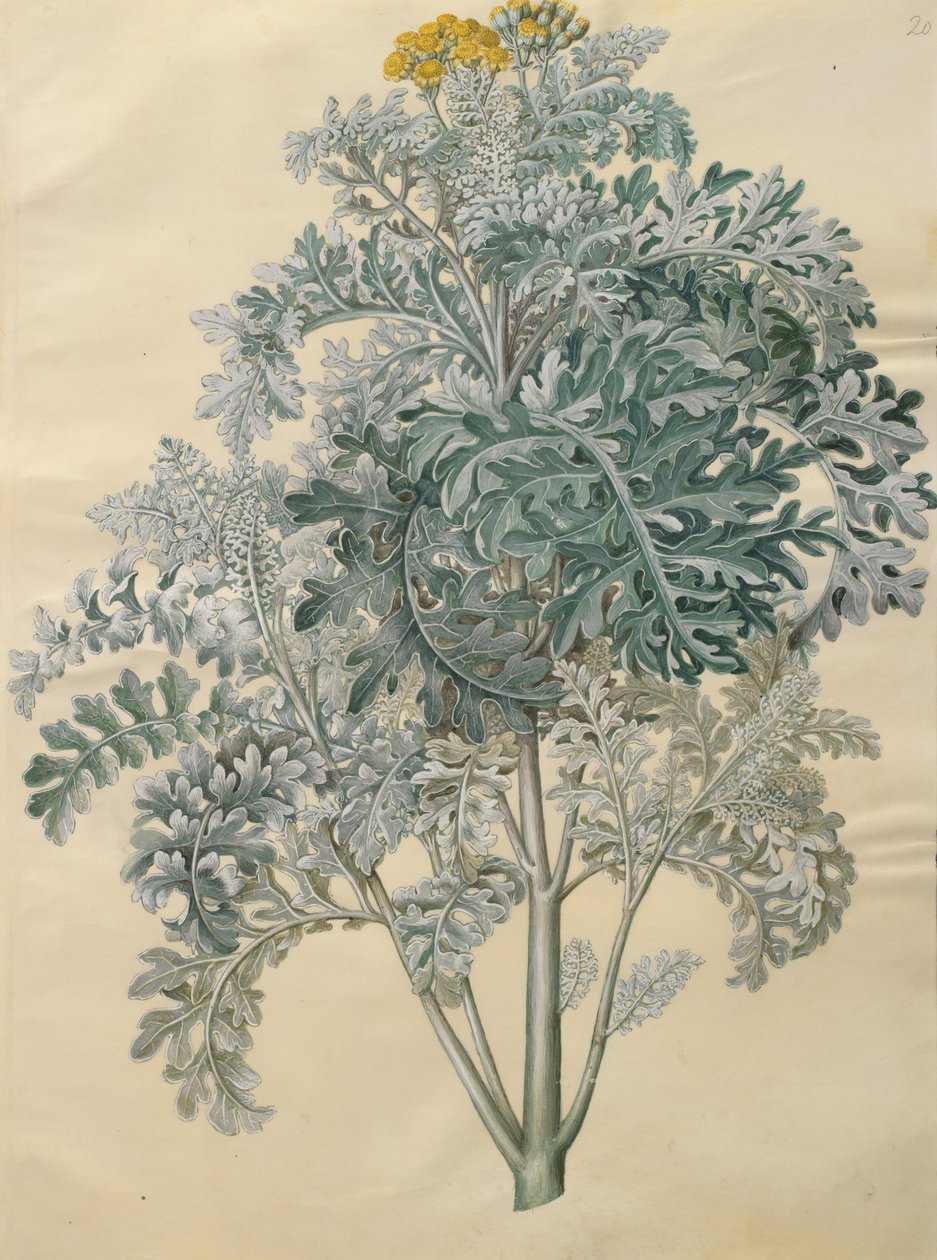 Senecio bicolor door Johannes Simon Holtzbecher