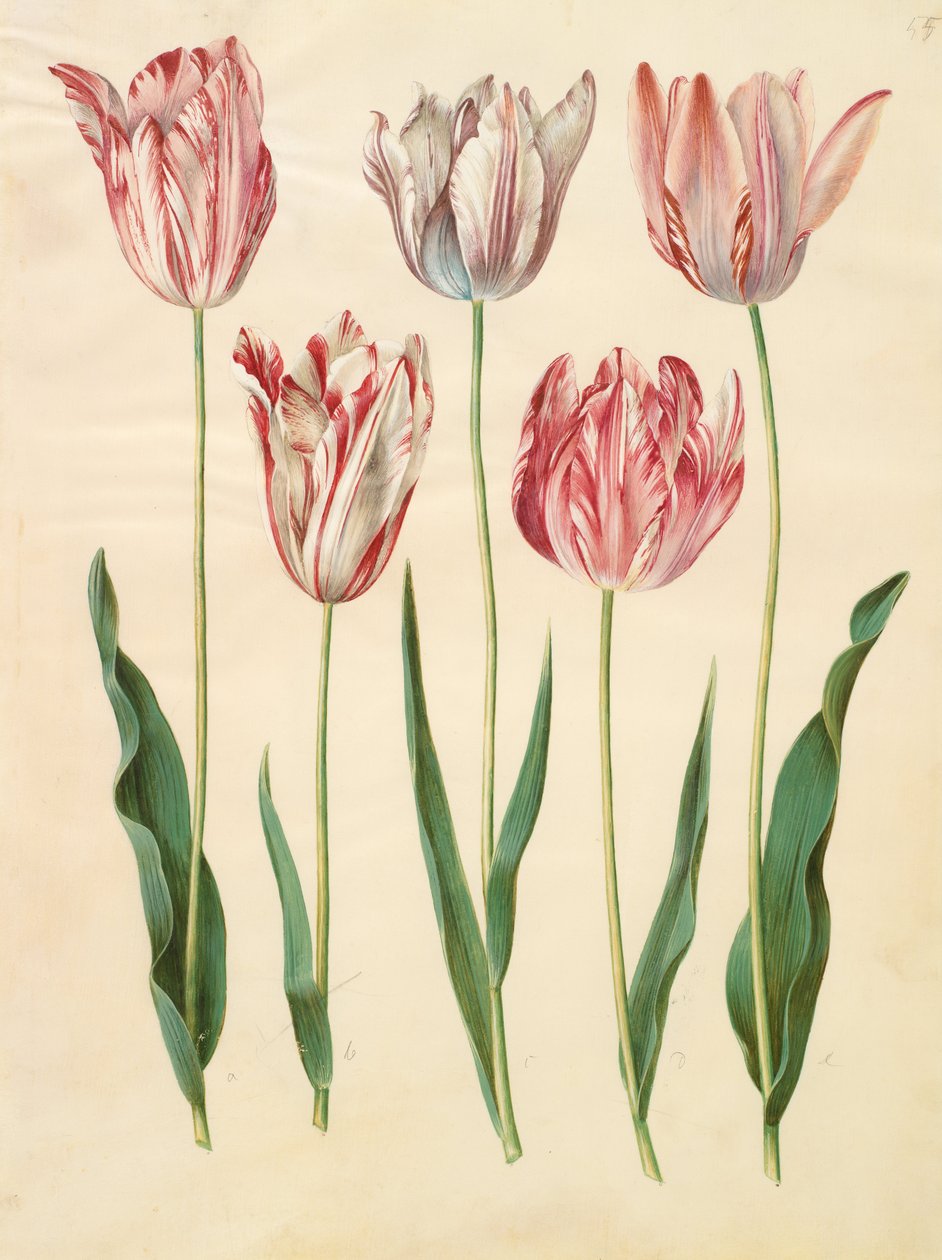 Tulipa gesneriana door Johannes Simon Holtzbecher