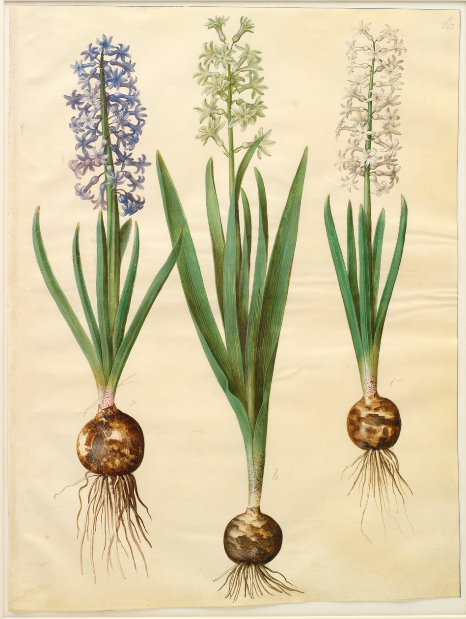 Hyacinthoides orientalis simp et pl door Johannes Simon Holtzbecker