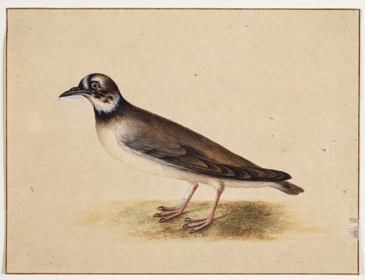 Vogel door Johannes Bronckhorst
